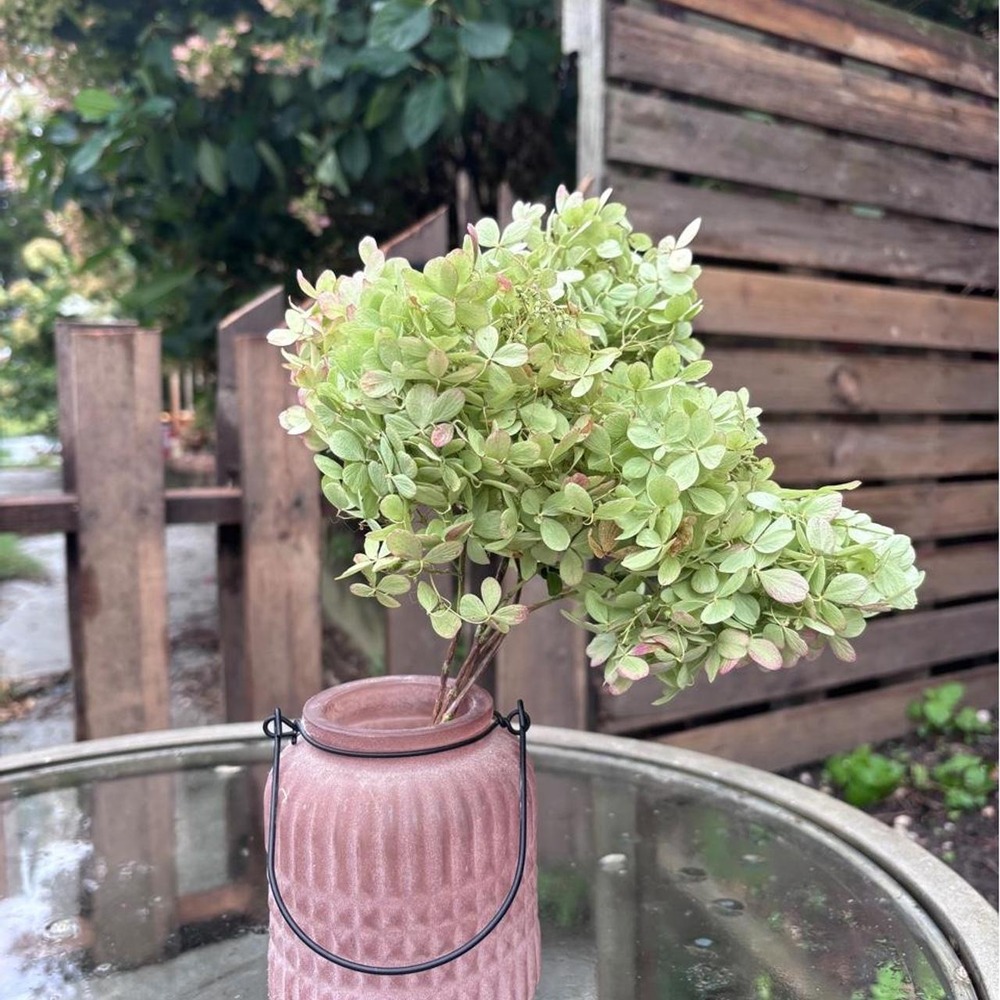 5 Preserved Mini Hydrangea Stems Natural Dried Flower Bouquet Green Pink 7-8"